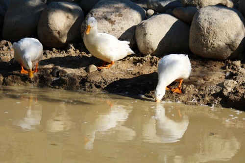 duck reflections