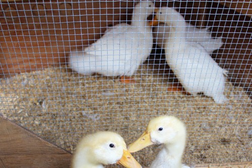 Segregated duck pen