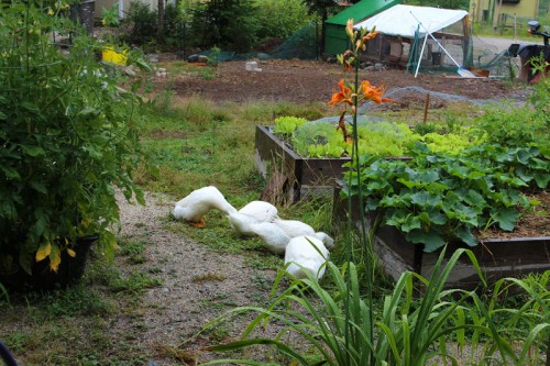 ducks on slug patrol