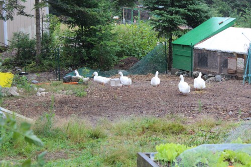 ducks follow the leader on slug and bug patrol