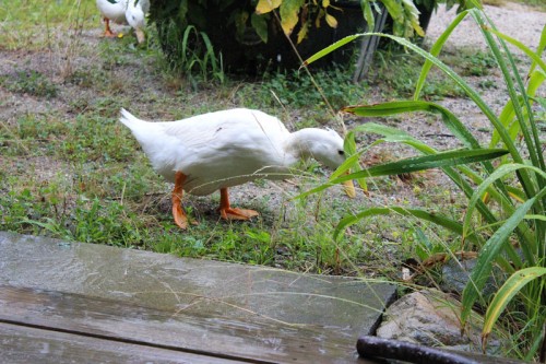 ducks on slug patrol