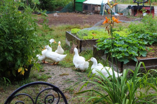 ducky weather brings out slugs