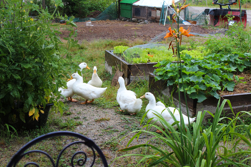 The Slug Patrol