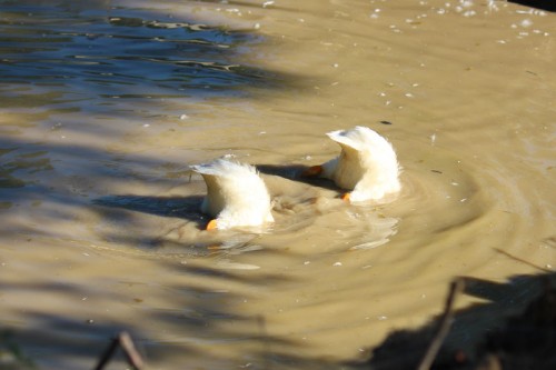 dunkin ducks