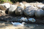 The ducklings curled up for a nap