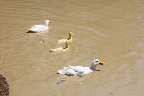 ducks on the pond