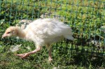 A very curious turkey chick