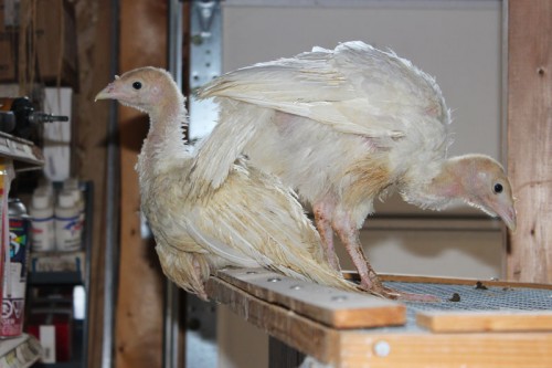 turkey brooder escape