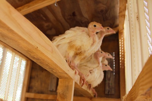 turkeys on their new roost