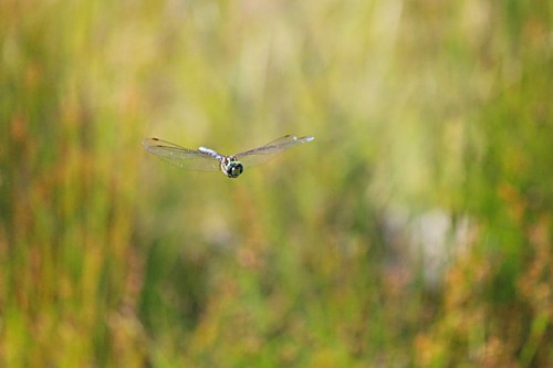 Eastern Pondhawk Dragonfly?