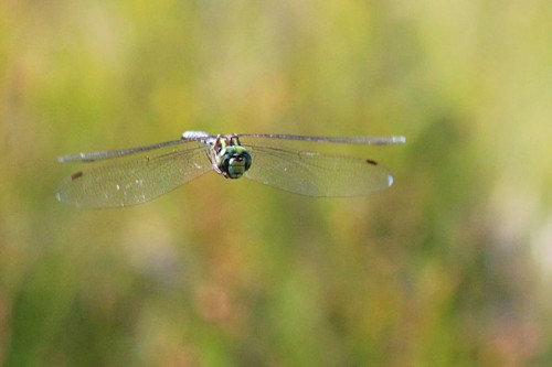 Eastern Pondhawk Dragonfly?