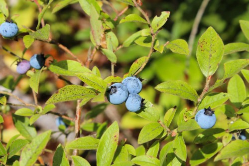 blueberries by the pond