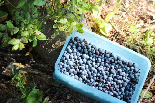 hand picked blueberries