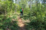 Birch Forest