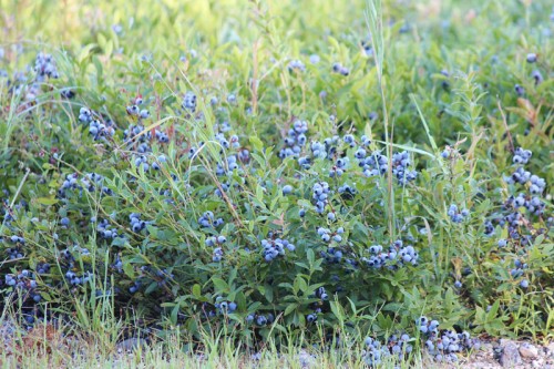 blueberry closeup