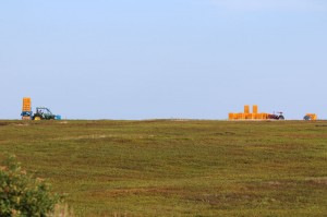 the blueberry harvest in downeast maine