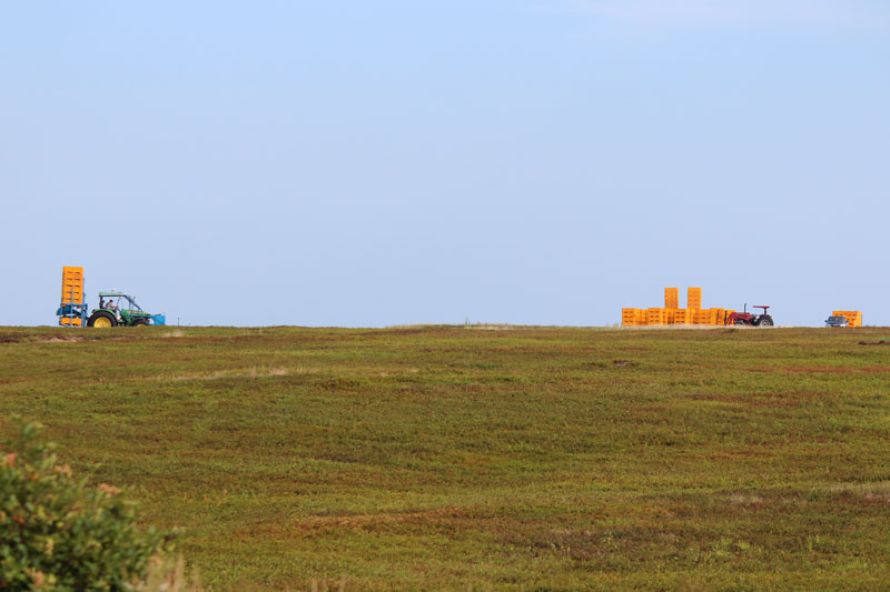 Downeast Blueberry Harvest