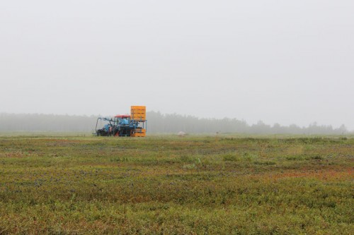 blueberry harvester