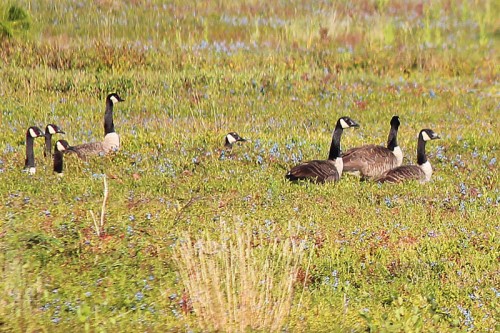 canada geese in maine