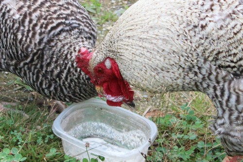 rooster with milk covered waddle