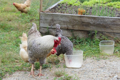 chickens like when from cheesemaking