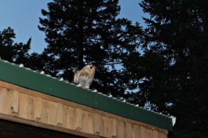 chicken on a hot tin roof