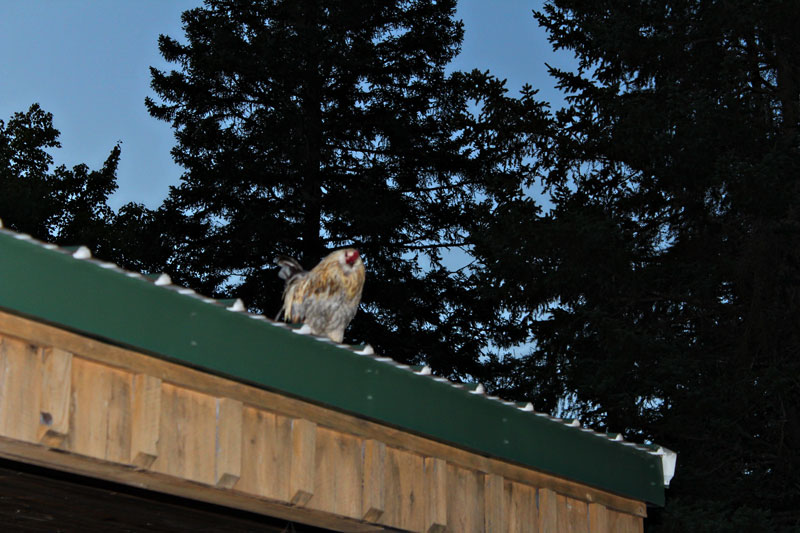 Chicken On A Hot Tin Roof