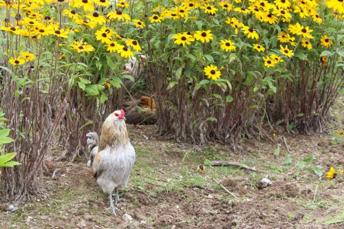 rooster clover in the flowers