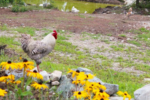 rooster colonel in the flowers