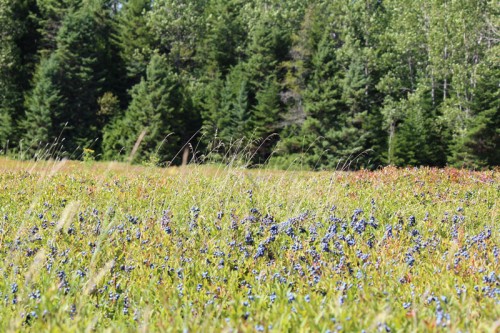 fields of blue at blueberry harvest time