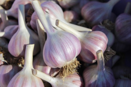 georgian red garlic