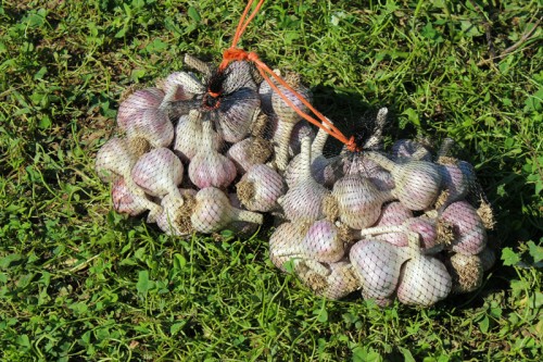 georgian red garlic