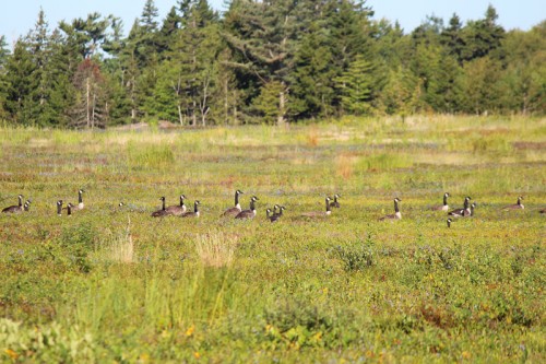 geese on the blueberry barren