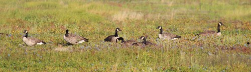 Panorama Canada Geese