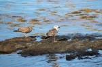 Sea Gulls in Frenchman's Bay