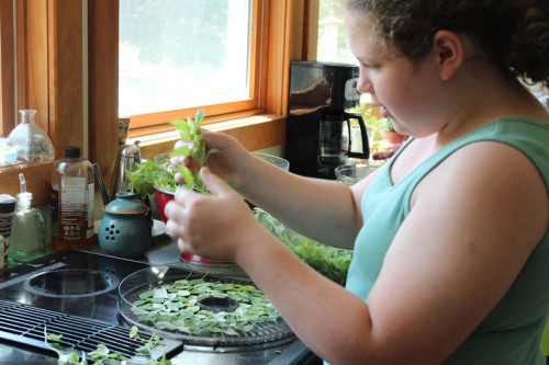 Hannah harvesting marjoram