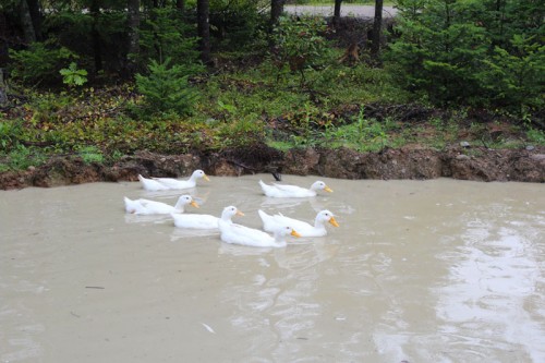 happy ducks after a big rain