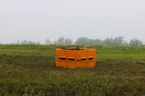 harvested blueberries