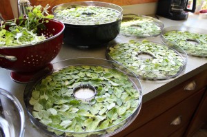 drying marjoram in the ronco food dehydrator