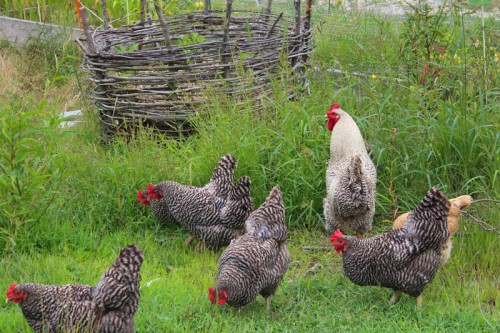 rooster watching over his hens