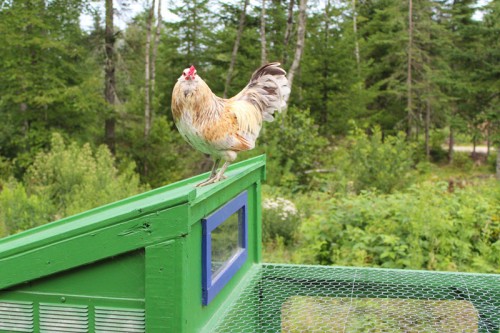 chicken on top of coop