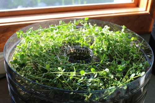 drying oregano