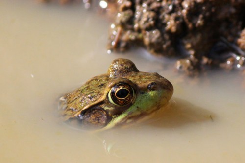 very loud pond frog