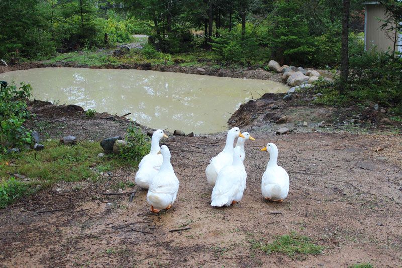 Our Pond Runeth Over