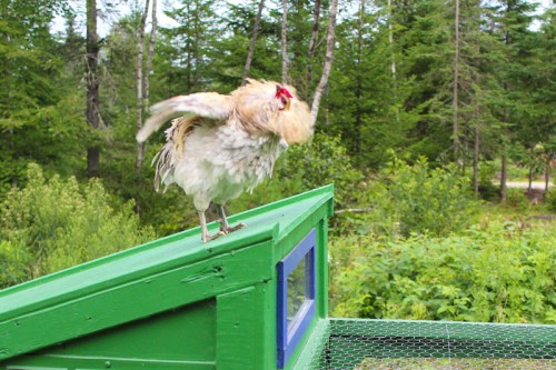 ruffled rooster feathers