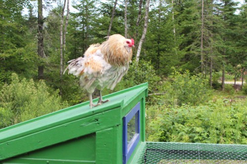 ruffled rooster feathers