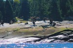 cormorants drying on the rocks