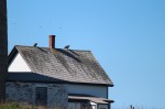 bald eagles on the roof at Petit Manan Light