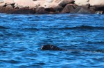 gray seal at Petit Mana Island