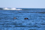 gray seals at Petit Manan Island